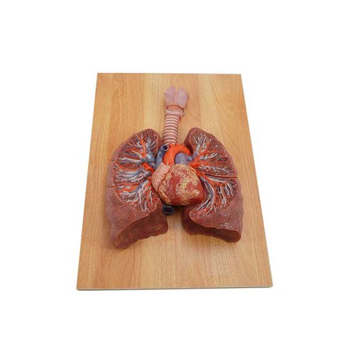Anatomisches Lungenmodell - MeiWo Science - für die Ausbildung