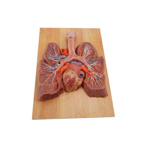 Anatomisches Lungenmodell - MeiWo Science - für die Ausbildung / mit Blutgefäßen