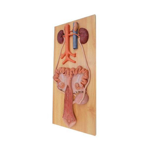 Anatomisches Modell des Harnapparats - MeiWo Science - für die Ausbildung / Schwein