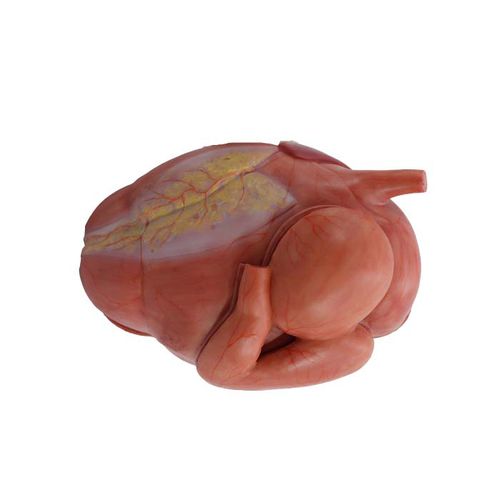 Anatomisches Magenmodell - MeiWo Science - für die Ausbildung / Rinder