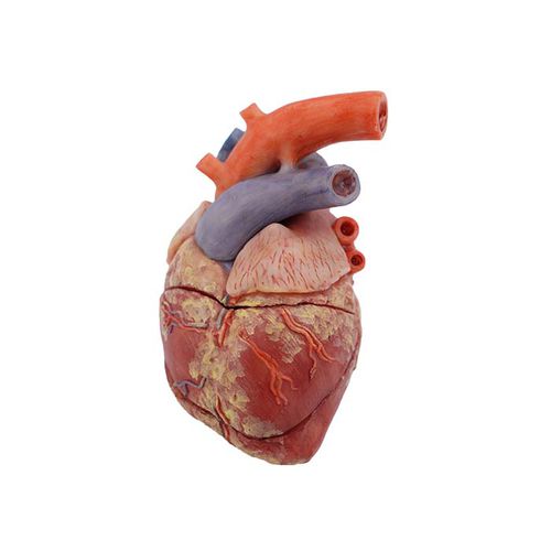 Anatomisches Herzmodell - MeiWo Science - für die Ausbildung / Schwein