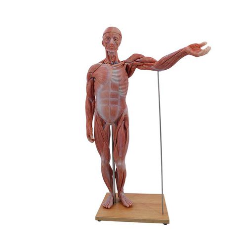 Anatomisches Modell / Ganzkörper - MeiWo Science - für die Ausbildung