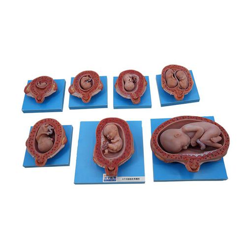 Anatomisches Modell / Ganzkörper - MeiWo Science - für die Ausbildung / Fötus