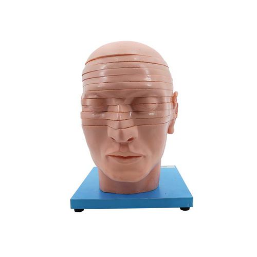 Anatomisches Modell / Kopf - MeiWo Science - Hals / für die Ausbildung