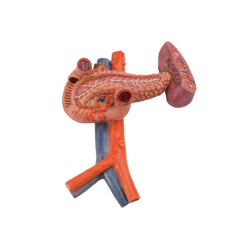 Anatomisches Modell / Zwölffingerdarm - MeiWo Science - Bauchspeicheldrüse / Milz / für die Ausbildung