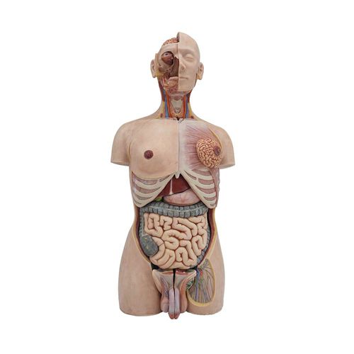 Anatomisches Modell / Rumpf - MeiWo Science - für die Ausbildung / Silikon / flexibel