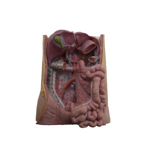 Anatomisches Modell / Mesenterialarterie - MeiWo Science - für die Ausbildung / Silikon / flexibel
