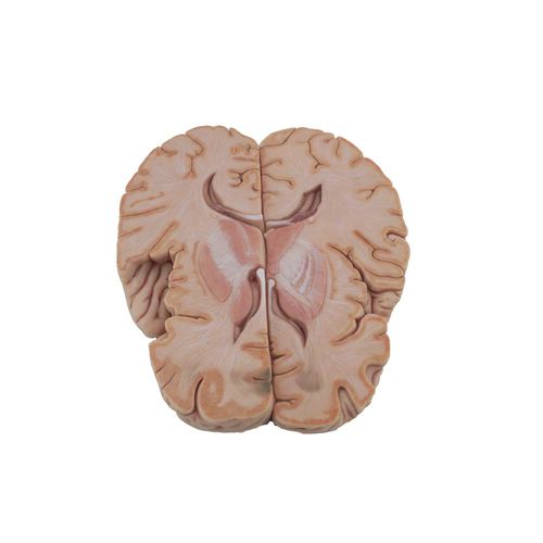 Anatomisches Gehirnmodell - MeiWo Science - für die Ausbildung / Silikon