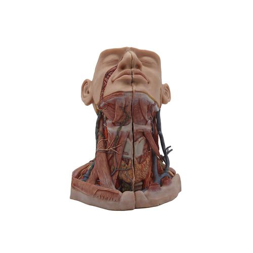 Anatomisches Modell / Kopf - MeiWo Science