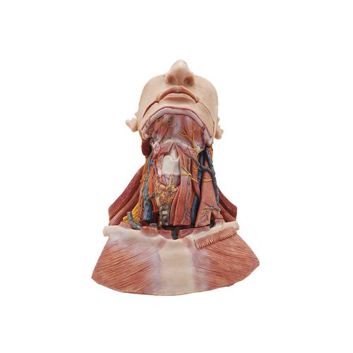 Anatomisches Modell / Kopf - MeiWo Science - Hals / für die Ausbildung / Bewertung