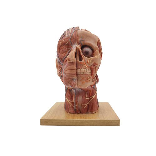 Anatomisches Modell / Kopf - MeiWo Science - für die Ausbildung / Silikon / mit Nerven
