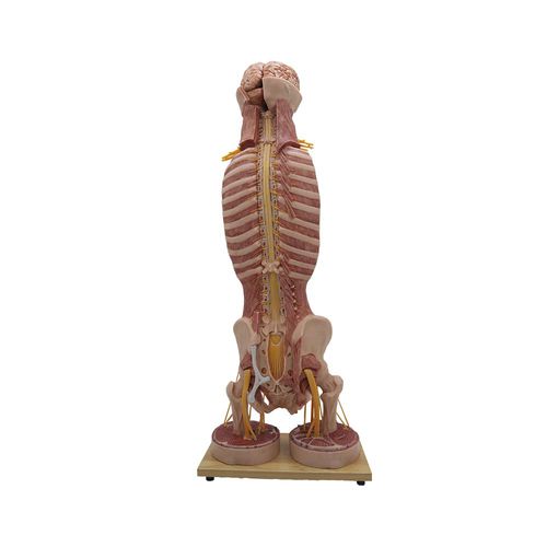 Anatomisches Modell / Rückenmark - HN-003 - MeiWo Science - für die Ausbildung / Silikon / mit Nerven