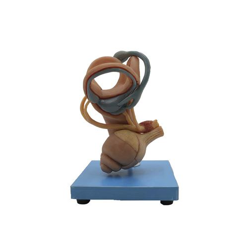 Anatomisches Modell / Innenohr - HG-001 - MeiWo Science - Gehörgang / für die Ausbildung / Silikon