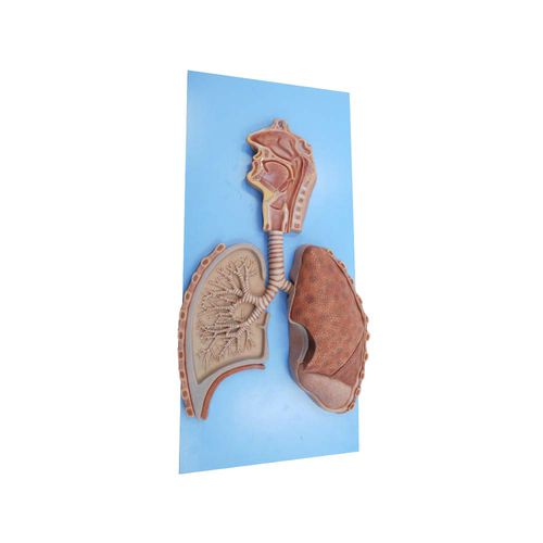 Anatomisches Modell des Atmungsapparats - HH-007 - MeiWo Science - für die Ausbildung / Silikon