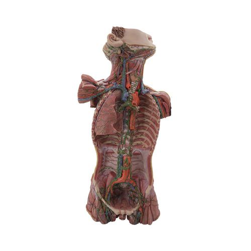 Lymphsystem anatomisches Modell - HM-004 - MeiWo Science - Rumpf / für die Ausbildung / Silikon