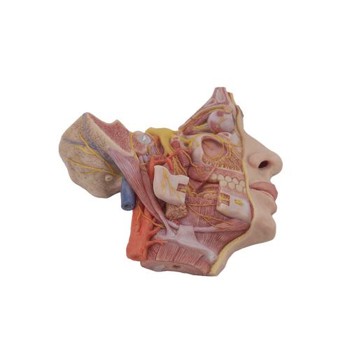 Anatomisches Modell / Gesicht - HN-002 - MeiWo Science - für die Ausbildung / Silikon / mit Blutgefäßen