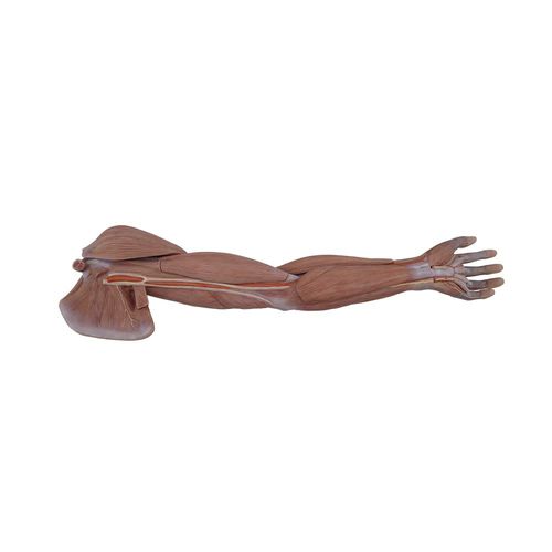Anatomisches Modell / obere Extremitäten - MeiWo Science - für die Ausbildung / Silikon / mit Muskulatur