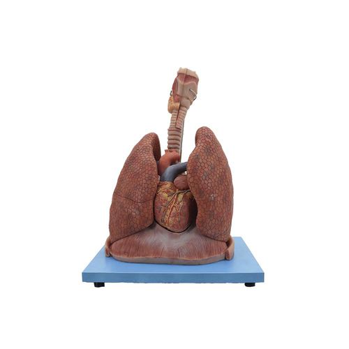 Anatomisches Lungenmodell - HH-004 - MeiWo Science - Larynx / Herz / für die Ausbildung