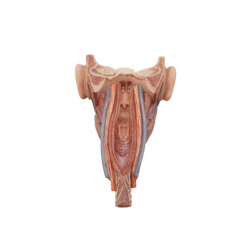 Pharyngen anatomisches Modell - HH-006 - MeiWo Science - Gesicht / für die Ausbildung / Silikon