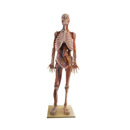 Anatomisches Modell / Ganzkörper - HZ-001 - MeiWo Science - für die Ausbildung / Silikon / mit Muskulatur