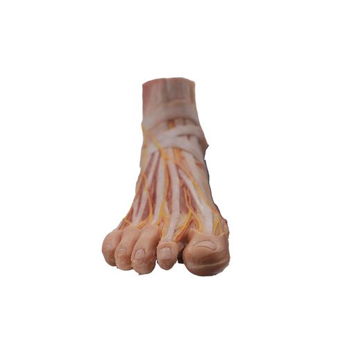 Anatomisches Modell / Fuß - HY-003 - MeiWo Science - für die Ausbildung / Silikon / mit Muskulatur