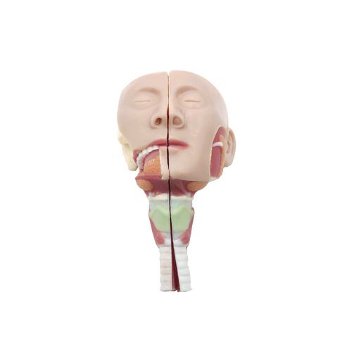 Pharyngen anatomisches Modell - MWRGJ-053 - MeiWo Science - Larynx / Nase / für die Ausbildung