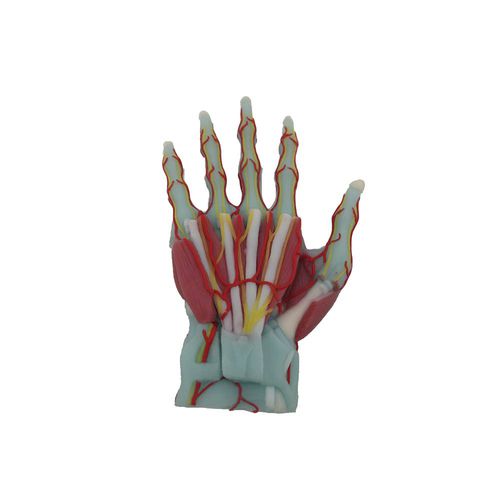 Anatomisches Modell / Hand - MeiWo Science