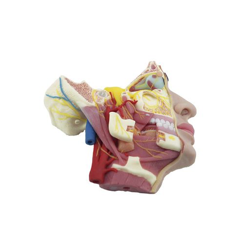 Anatomisches Modell / Gesicht - MeiWo Science - für die Ausbildung / Silikon / mit Blutgefäßen