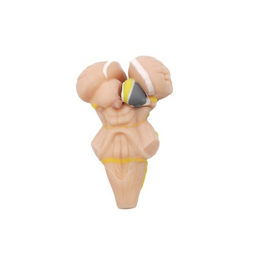 Anatomisches Modell / Gehirnstamm - MeiWo Science - für die Ausbildung / Silikon