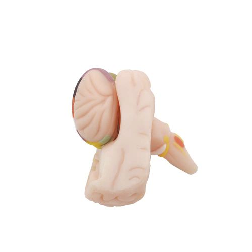Anatomisches Gehirnmodell - MeiWo Science - für die Ausbildung / Silikon / mit Nerven