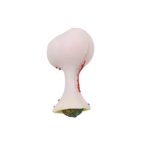 Anatomisches Gehirnmodell - SF-003 - MeiWo Science - für die Ausbildung / Silikon