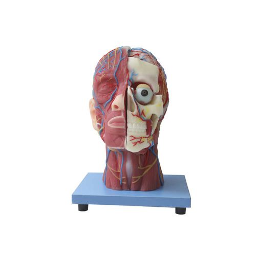 Anatomisches Modell / Kopf - MeiWo Science - für die Ausbildung / Silikon / mit Muskulatur