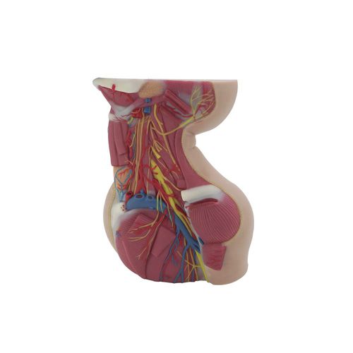 Anatomisches Modell / Hals - MeiWo Science - für die Ausbildung / Silikon / mit Muskulatur