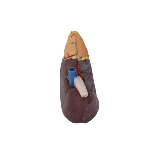 Anatomisches Modell / Niere - MeiWo Science - für die Ausbildung / Silikon