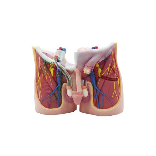 Anatomisches Modell / Becken - MeiWo Science - für die Ausbildung / Silikon / mit Muskulatur