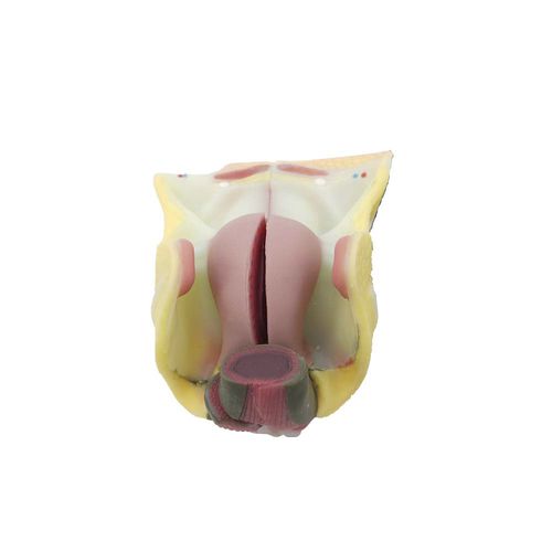 Anatomisches Modell / der weiblichen Geschlechtsorgane - MeiWo Science - für die Ausbildung / Silikon