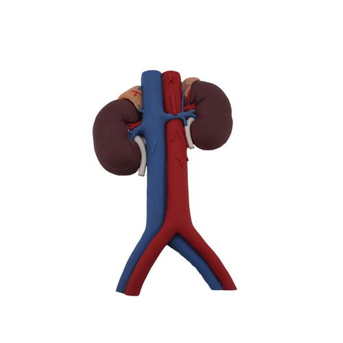 Anatomisches Modell / Niere - MeiWo Science - für die Ausbildung / Silikon / mit Blutgefäßen