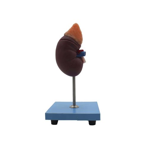 Anatomisches Modell / Niere - SM-012 - MeiWo Science - für die Ausbildung / Silikon