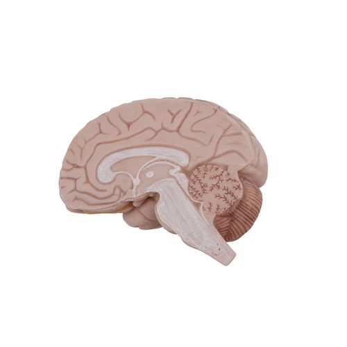 Anatomisches Gehirnmodell - MeiWo Science - für die Ausbildung / Anastomose / Silikon