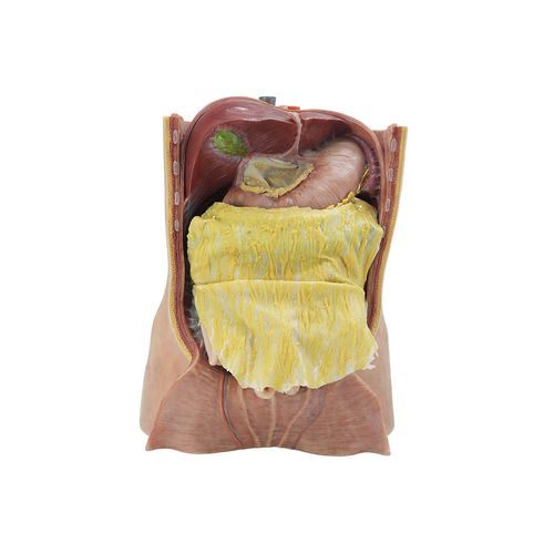 Anatomisches Modell / Bauch - MeiWo Science - Truncus coeliacus / für die Ausbildung / Silikon