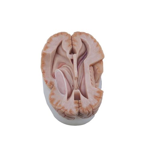 Anatomisches Gehirnmodell - MeiWo Science - für die Ausbildung / Silikon / rosa