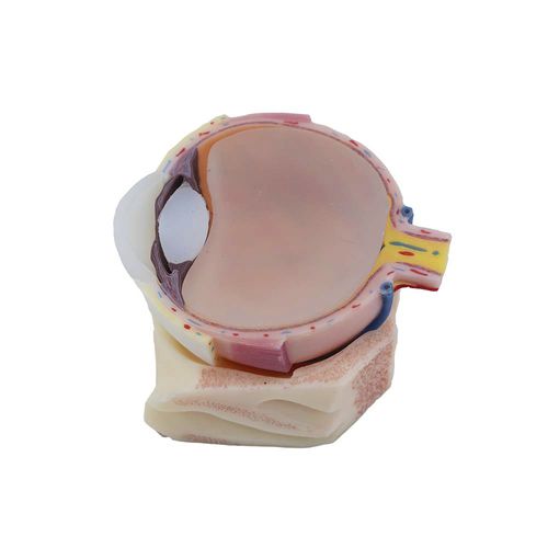Auge anatomisches Modell - MeiWo Science - für die Ausbildung / Silikon / mit Blutgefäßen