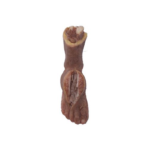 Anatomisches Modell / Fuß - MeiWo Science - für die Ausbildung / Silikon / flexibel