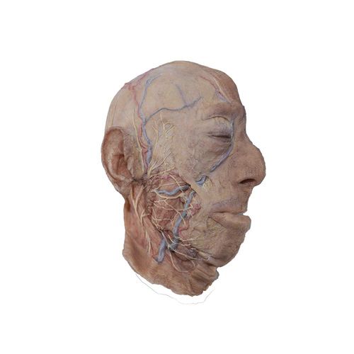 Anatomisches Modell / Kopf - MeiWo Science - für die Ausbildung / Silikon / mit Blutgefäßen
