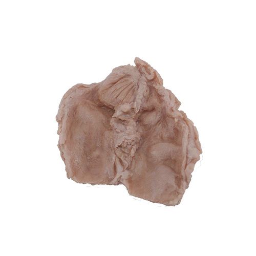 Anatomisches Modell / Zwölffingerdarm - PX-003 - MeiWo Science - für die Ausbildung / Silikon