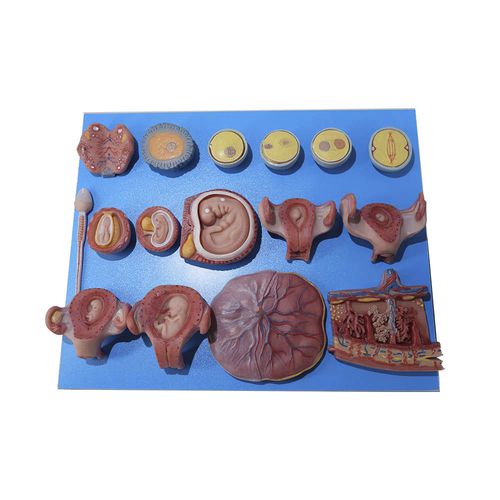 Anatomisches Modell / Körper - SZ-010 - MeiWo Science - für die Ausbildung / Silikon