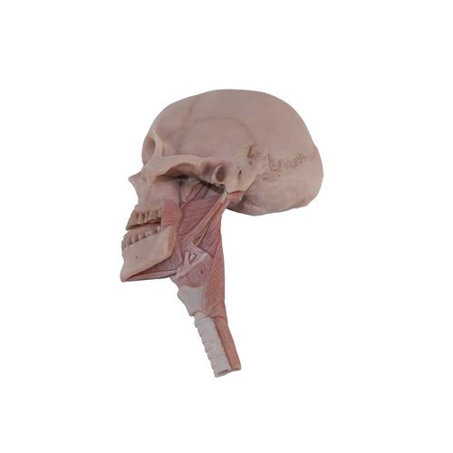 Anatomisches Modell / Kopf - MeiWo Science