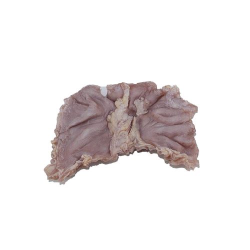 Anatomisches Magenmodell - PX-009 - MeiWo Science - für die Gesundheitserziehung / für die Ausbildung / für Krebserkrankungen