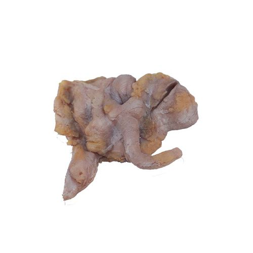 Anatomisches Modell / Dünndarm - PX-001 - MeiWo Science - Dickdarm / für die Gesundheitserziehung / für die Ausbildung