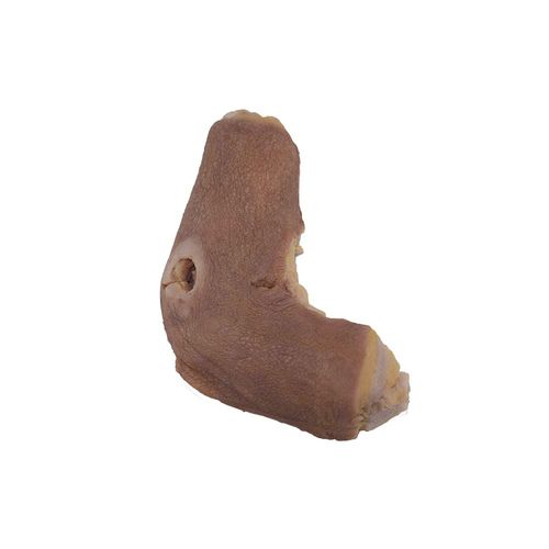 Anatomisches Modell / Humerus - PY-004 - MeiWo Science - für die Gesundheitserziehung / für die Ausbildung / Silikon